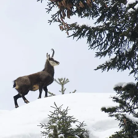 Berghof Am Schwand Gasthof 3*